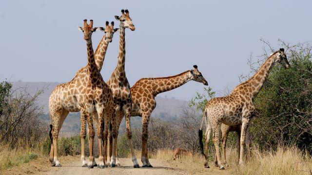 Hluhluwe