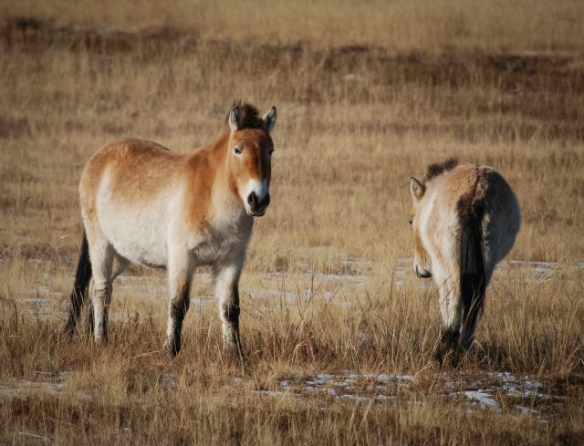 Hustai National Park