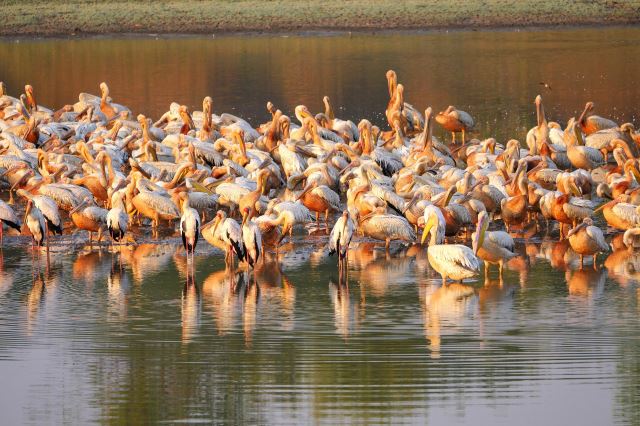 Lower Zambezi National Park