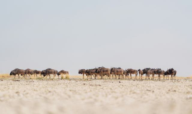 Makgadikgadi Pans National Park
