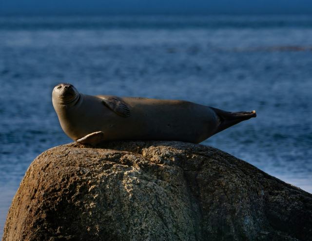 Rimouski