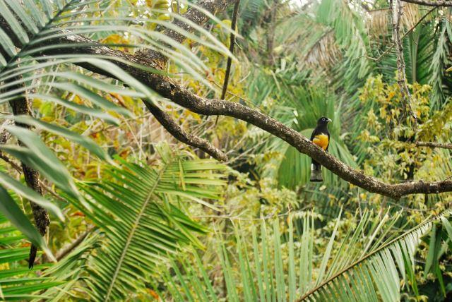 Nosara