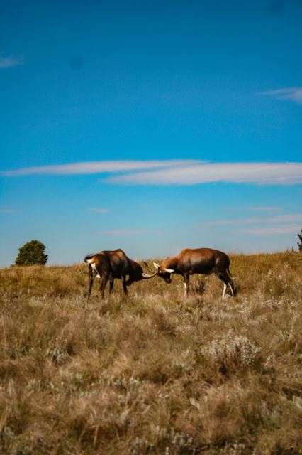 Malolotja National Park