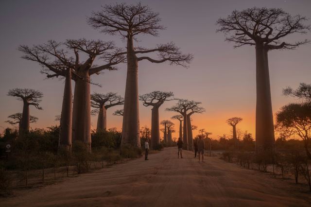 Avenue of the Baobabs