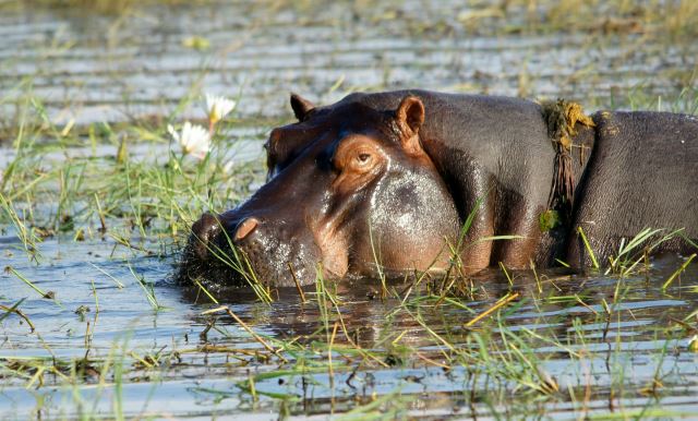 Zambezi River
