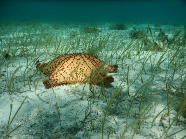 Belize Barrier Reef