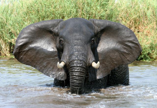 Liwonde National Park