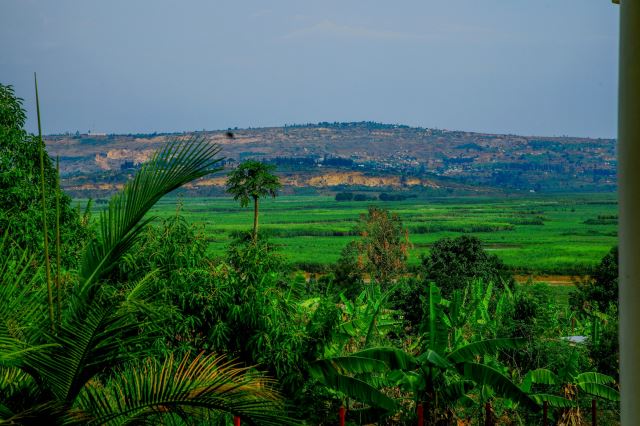 Nyabarongo