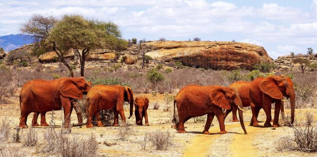 Tsavo East National Park