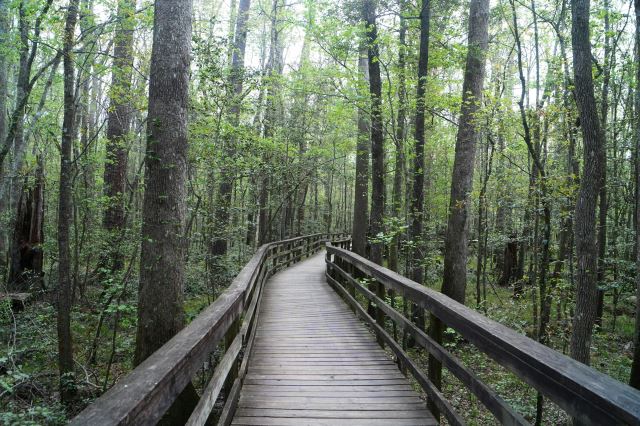 Congaree National Park