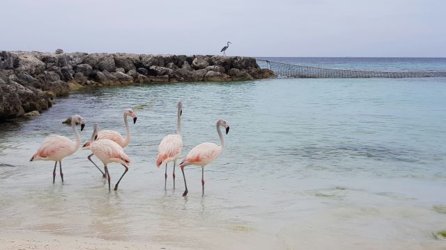 Palm Island