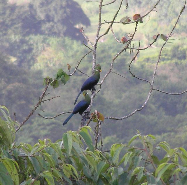 Bioko