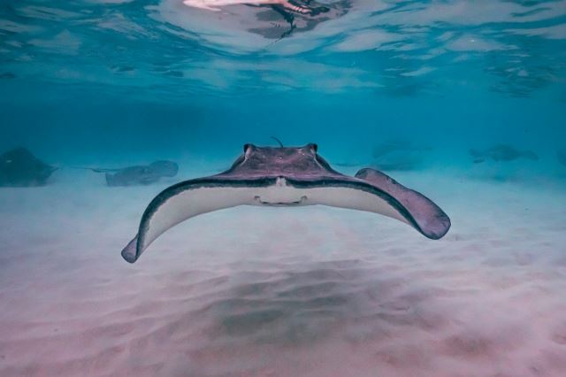 Stingray - Photo Credit: Photo by Kinø on Unsplash