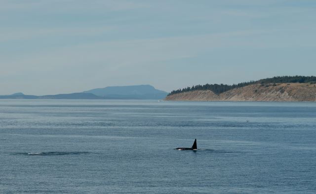 Anacortes