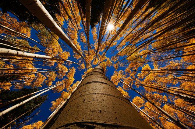 Flagstaff