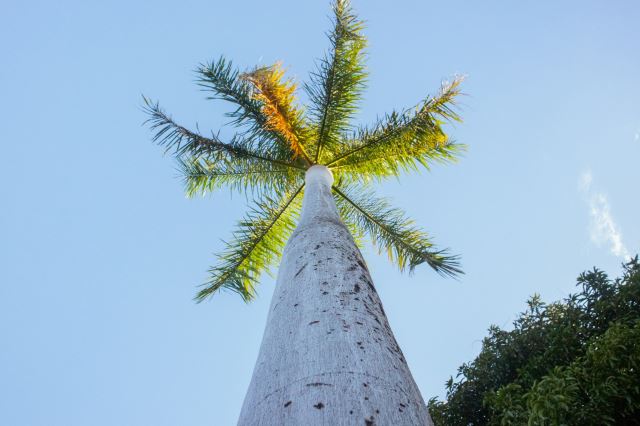 Managua