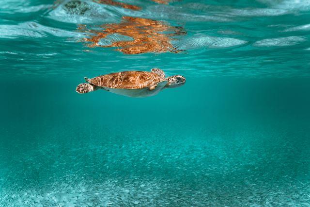  Photo Credit: David Courbit