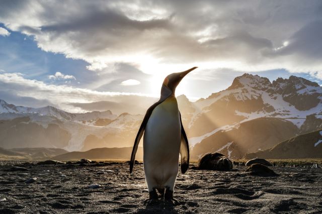 South Georgia