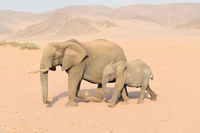 Damaraland