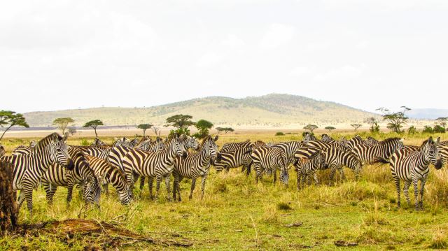  Photo Credit: Photo by Regal African Safaris on Unsplash