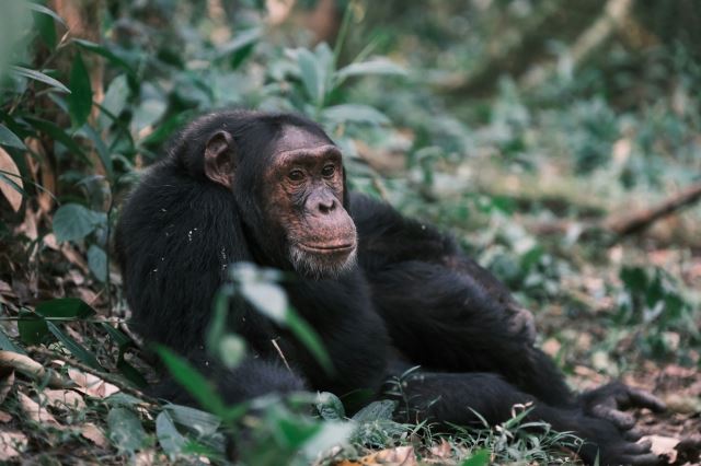 Kibale Forest National Park