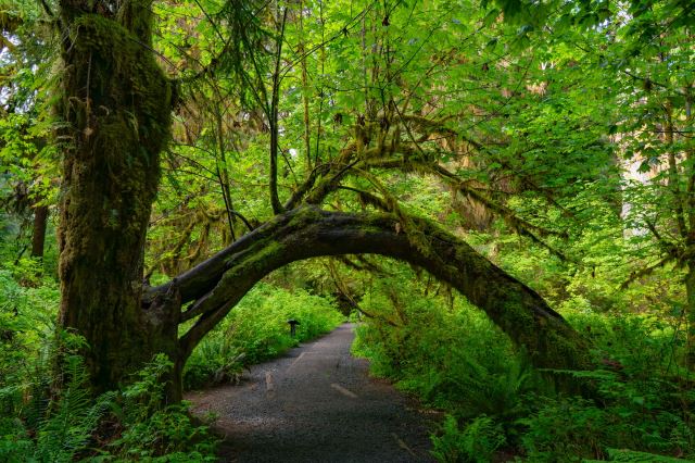 Olympic National Park