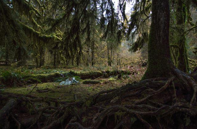 Olympic National Park