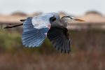 Great Blue Heron - Photo Credit: Photo by William Foley on Unsplash