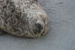 Seal - Photo Credit: Photo by Brian Yurasits on Unsplash