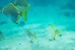 Diamond fish - Photo Credit: Photo by Michal B. on Unsplash