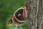 Side Cut Metropark - Photo Credit: Photo by Cathy Holewinski on Unsplash