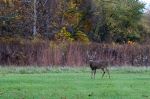 Side Cut Metropark - Photo Credit: Photo by Cathy Holewinski on Unsplash
