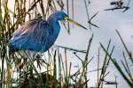 Tricolored Heron at Celery Fields - Photo Credit: Photo by Joseph Corl on Unsplash