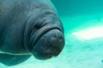 Mote Marine Laboratory & Aquarium - Photo Credit: Photo by Robin Teng on Unsplash