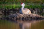 Sandhill Crane - Photo Credit: Photo by Joseph Corl on Unsplash