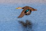 mottled duck - Photo Credit: Photo by Joseph Corl on Unsplash