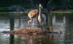 Sandhill Cranes - Photo Credit: Photo by Joseph Corl on Unsplash