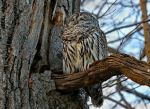 Barred owl - Photo Credit: Photo by Thomas Elliott on Unsplash