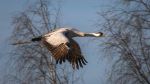 Common crane - Photo Credit: Photo by Juho Luomala on Unsplash