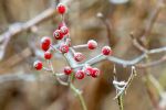 Wildwood Preserve MetroPark - Photo Credit: Photo by Cathy Holewinski on Unsplash