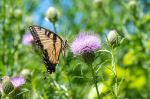 Wildwood Preserve Metropark - Photo Credit: Photo by Cathy Holewinski on Unsplash