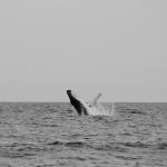 Whale at Merewether Beach - Photo Credit: Photo by David Maunsell on Unsplash