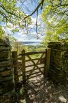 Fishgarths Wood - Photo Credit: Photo by Jonny Gios on Unsplash
