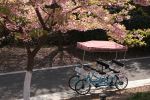 Ningbo Botanical Garden - Photo Credit: Photo by Yanhao Fang on Unsplash