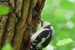 great spotted woodpecker - Photo Credit: Photo by Adrien Stachowiak on Unsplash