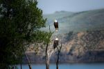 Eagles in Kremmling - Photo Credit: Photo by Nathan Anderson on Unsplash