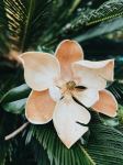  Photo Credit: Photo by Chelsea Audibert on Unsplash
