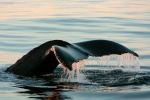 Stellwagen Bank National Marine Sanctuary - Photo Credit: Photo by David Trinks on Unsplash