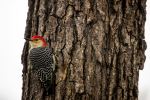 Ladderback woodpecker - Photo Credit: Photo by Gary Fultz on Unsplash