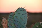  Photo Credit: Photo by Lesli Whitecotton on Unsplash